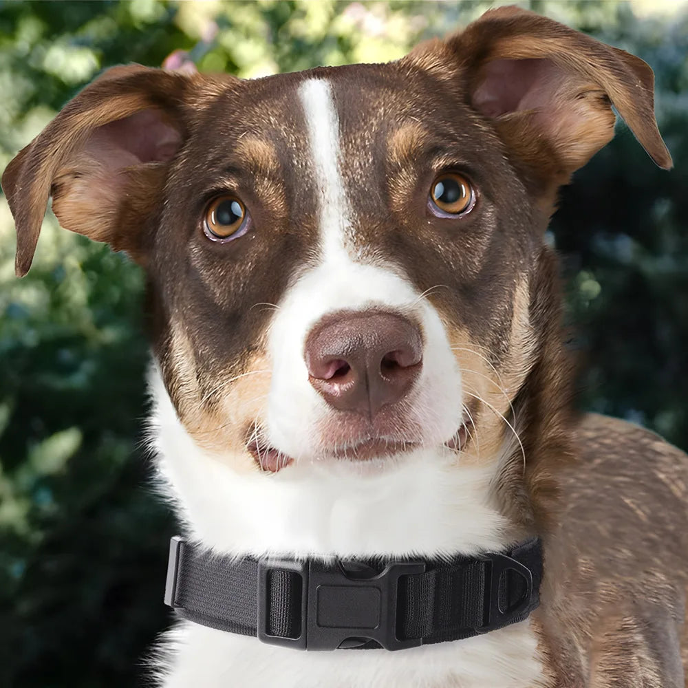 Collar Táctico para Perros Medianos y Grandes – Alta Resistencia