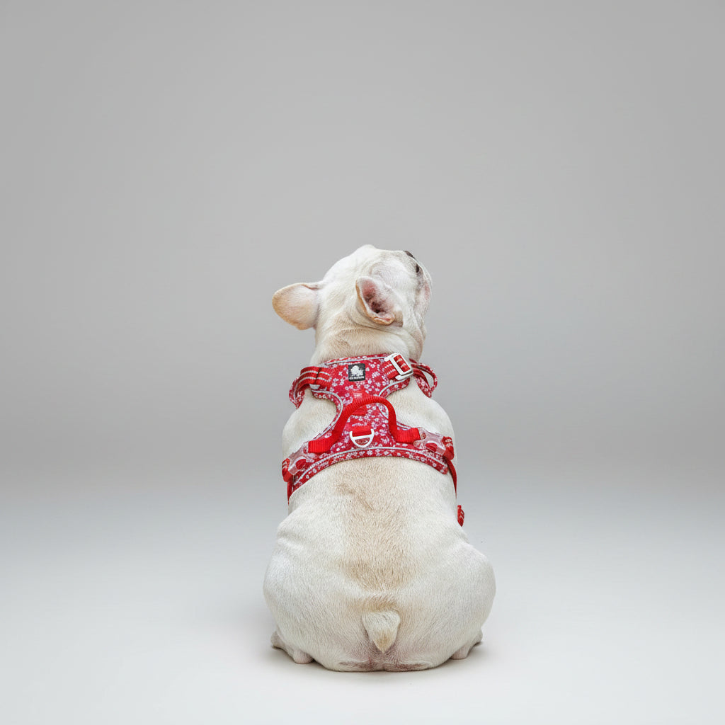 Arnés para Perros y Gatos Floral Sin Jalones